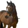 Equitheme Cabrestro Strass Nylon