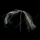 Baetis Cames Lateral Scale Flashabou