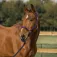 Horka Elegant Halfter