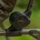 Avid carp Chaise Benchmark Leveltech Hi-Back Recliner