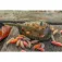 Korum Feeder Camo Grub