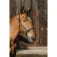 Equitheme Capezza Domino Nylon