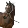 Equitheme Cabezada de cuadra Nylon Light
