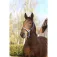 Equitheme Spring Nylon Χαλινάρι