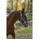 Equitheme Cabezada de cuadra Spring Nylon