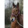 Equitheme Spring Nylon 굴레