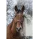 Equitheme Cabezada de cuadra Spring Nylon