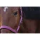 Equitheme Spring Nylon halster