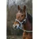 Equitheme Spring Nylon Halfter