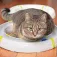 Ferplast Tyfon kredsløbslegetøj