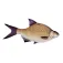 Energoteam Bream 74016472 枕