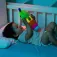Molto Ormete Gusy Lys Teddy