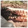 adidas Terrex Agravic Flow 2 trailskor
