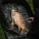 Nash Carp Care Pop Up Abhakmatte