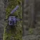 Zeiss Secacam 5 trail camera