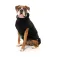 Fuzzyard Turtle Teddy dog jacket