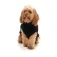 Fuzzyard Turtle Teddy dog jacket