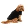 Fuzzyard Turtle Teddy dog jacket