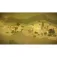 Nintendo Switch Colt Canyon