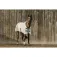 Equitheme Coperta per cavalli PVC UV Resistant