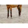 Equitheme Benes Polo