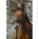 Norton equestrian Capezza Training