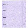 Safta A4 4 Rings 100 Sheets Ring Binder