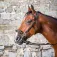 Dy´on Hackamore suitset