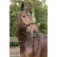 Harry´s horse Capezza Bronze