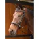 Harry´s horse Capezza Sidepull