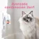 Beaphar CatComfort-diffuser + katteudskiftning 48ml