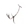 Equestro Roxane borsttuig
