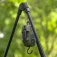 Avid carp Tripé PRO-Tect Deluxe