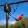 Avid carp Revolve Bobbin swingerindikaattori