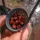 Korum Allrounder Proca