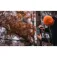 Spypoint Force-Pro-S 2.0 trail camera