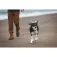 Ruffwear Front Range™ hundebånd