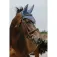 Equitheme Chic paardenorenmuts