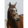 Equitheme Chic paardenorenmuts