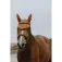 Equitheme Orejeras para caballo Hexalight