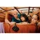 Marshall Willen Bluetooth-luidspreker