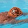 Buddyswim LLS2 badekappe