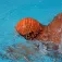 Buddyswim Gorro de natació TSO