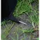 Mikado Paraigua Method Feeder