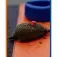 Colmic WBN360 Feeder Method single eyed hook
