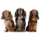 Tickless Repelente para cães pequenos