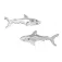 Dive silver Arracades Medium Shark