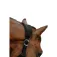 Equitheme 3D Mesh Nylon 굴레