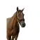 Equitheme Cabeçada 3D Mesh Nylon