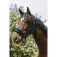 Equitheme 3D Mesh Nylon riimu